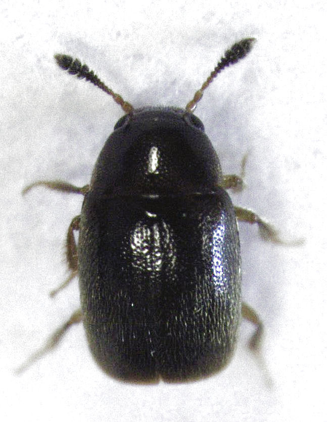 Microsilphinae