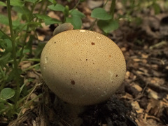 Lycoperdon molle