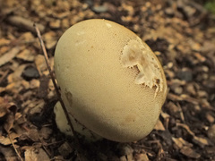 Lycoperdon molle