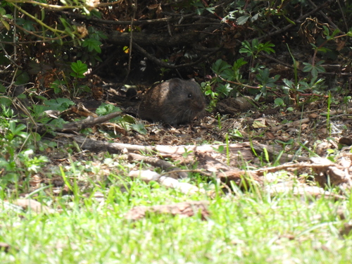 Mexican Vole (Microtus mexicanus)