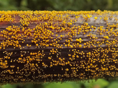 Hymenoscyphus reynoutriae