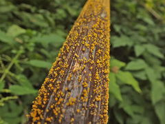 Hymenoscyphus reynoutriae