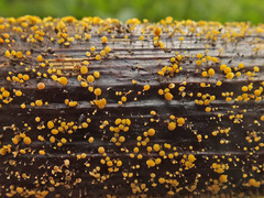 Hymenoscyphus reynoutriae