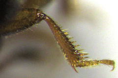 Microsilpha