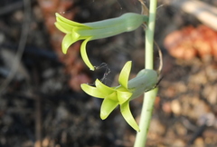 Dipcadi ciliare