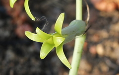 Dipcadi ciliare