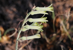 Dipcadi ciliare
