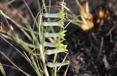 Dipcadi ciliare