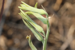 Dipcadi ciliare