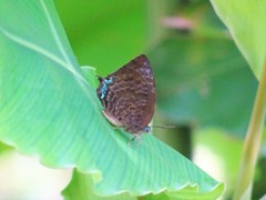 Arhopala centaurus nakula