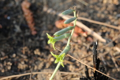 Dipcadi ciliare