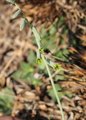 Dipcadi ciliare