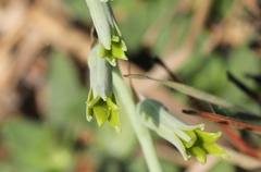 Dipcadi ciliare