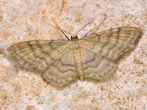 Idaea dilutaria (Hübner)