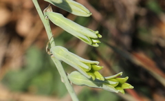 Dipcadi ciliare