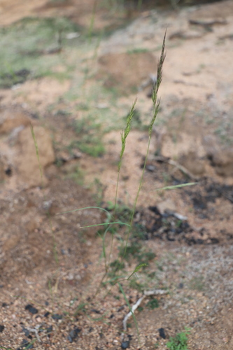 Aristida barbicollis image