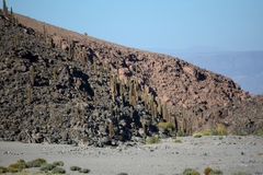 Trichocereus atacamensis