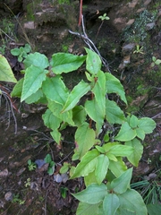 Cistus populifolius