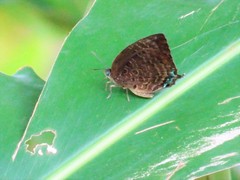 Arhopala centaurus nakula