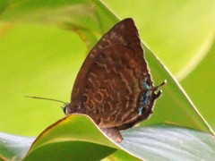 Arhopala centaurus nakula