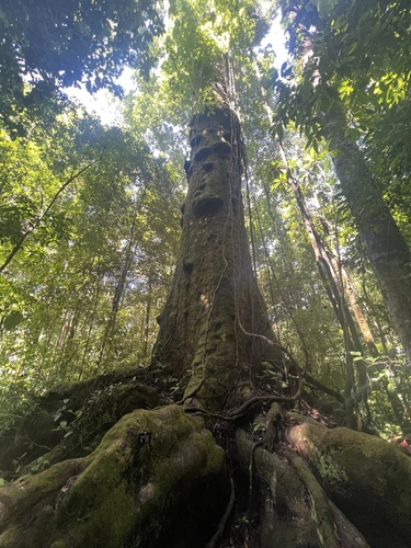 Caryocar costaricense - Whole tree