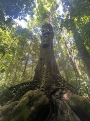 Caryocar costaricense image