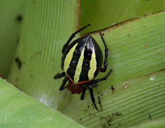 Alpaida quadrilorata