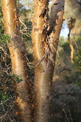 Euphorbia plagiantha image