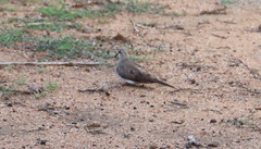 Oena capensis aliena