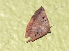 Blasticorhinus rivulosa