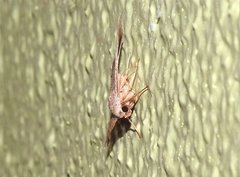 Blasticorhinus rivulosa