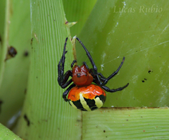 Alpaida quadrilorata