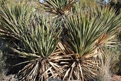 Yucca baccata baccata