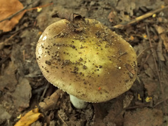 Russula ionochlora
