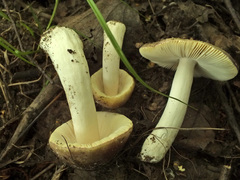 Russula ionochlora