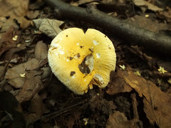 Russula risigallina