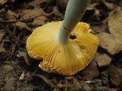 Russula risigallina