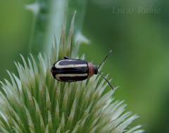 Disonycha argentinensis