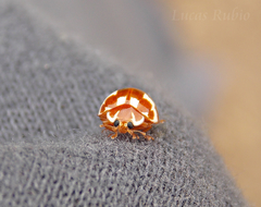 Neocalvia dentatofasciata