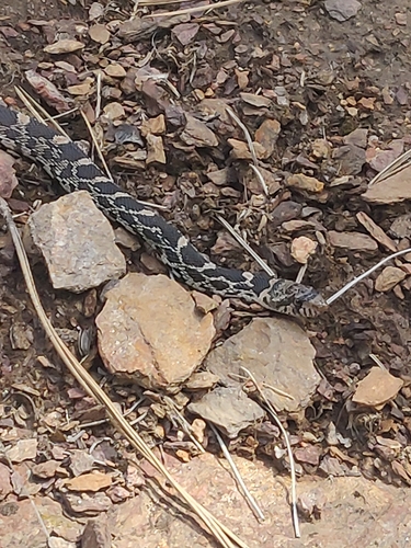 Gopher Snake photographed in Idaho