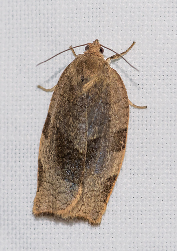 Great Tortrix, Binnenstad, Utrecht, Nederland, photo 8 of 10