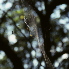Trichonephila clavipes image