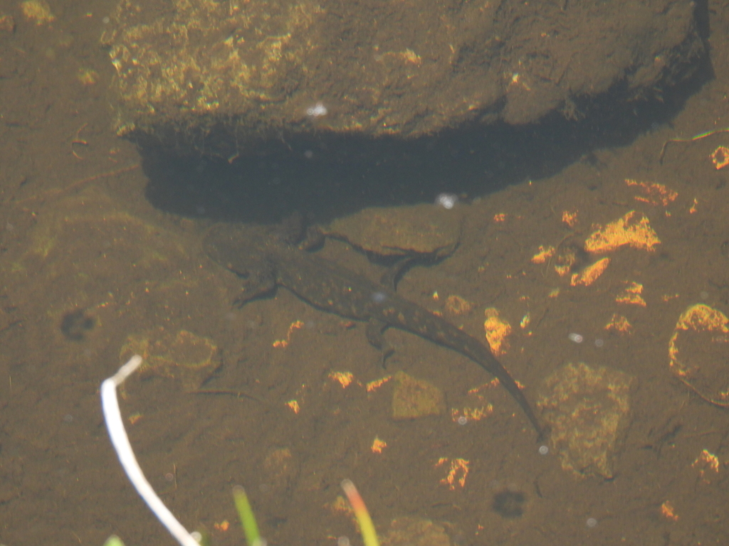 Michoacan Stream Salamander (Ambystoma rivulare)