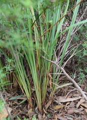 Dianella latissima