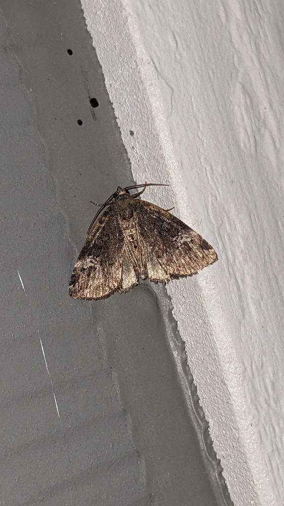 Gray Marvel Moth