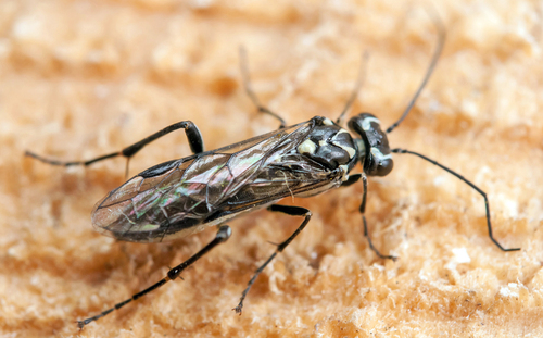 Pied Strider, photo 3 of 10