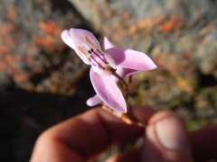 Disa bifida