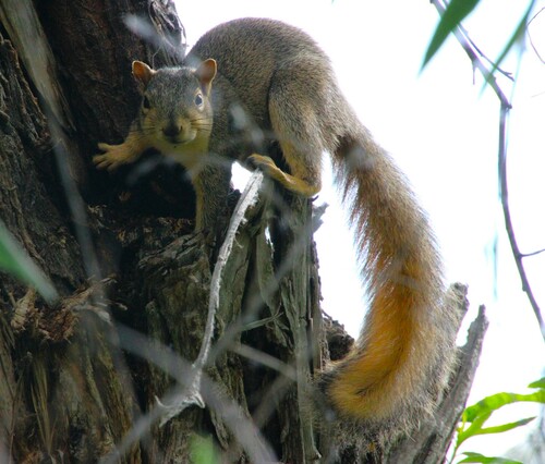 iNaturalist observation photo of Eastern Fox Squirrel