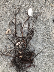 Gracilaria