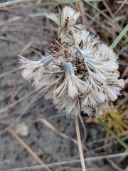 Liatris carrizana